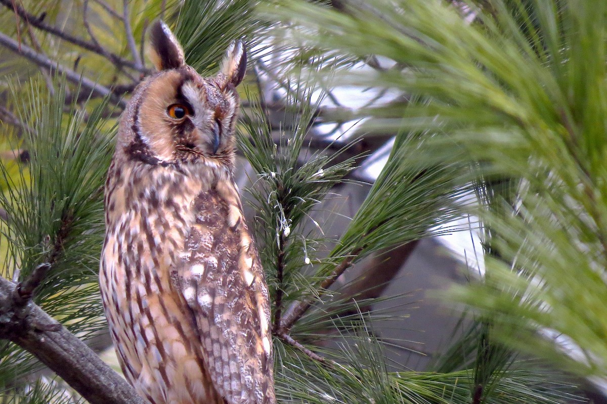 Long-eared Owl - ML614336097