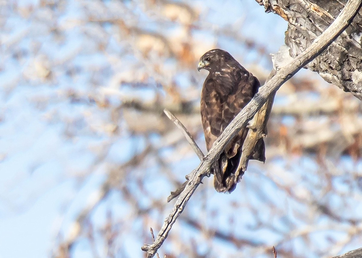 Red-tailed Hawk (Harlan's) - ML614336103