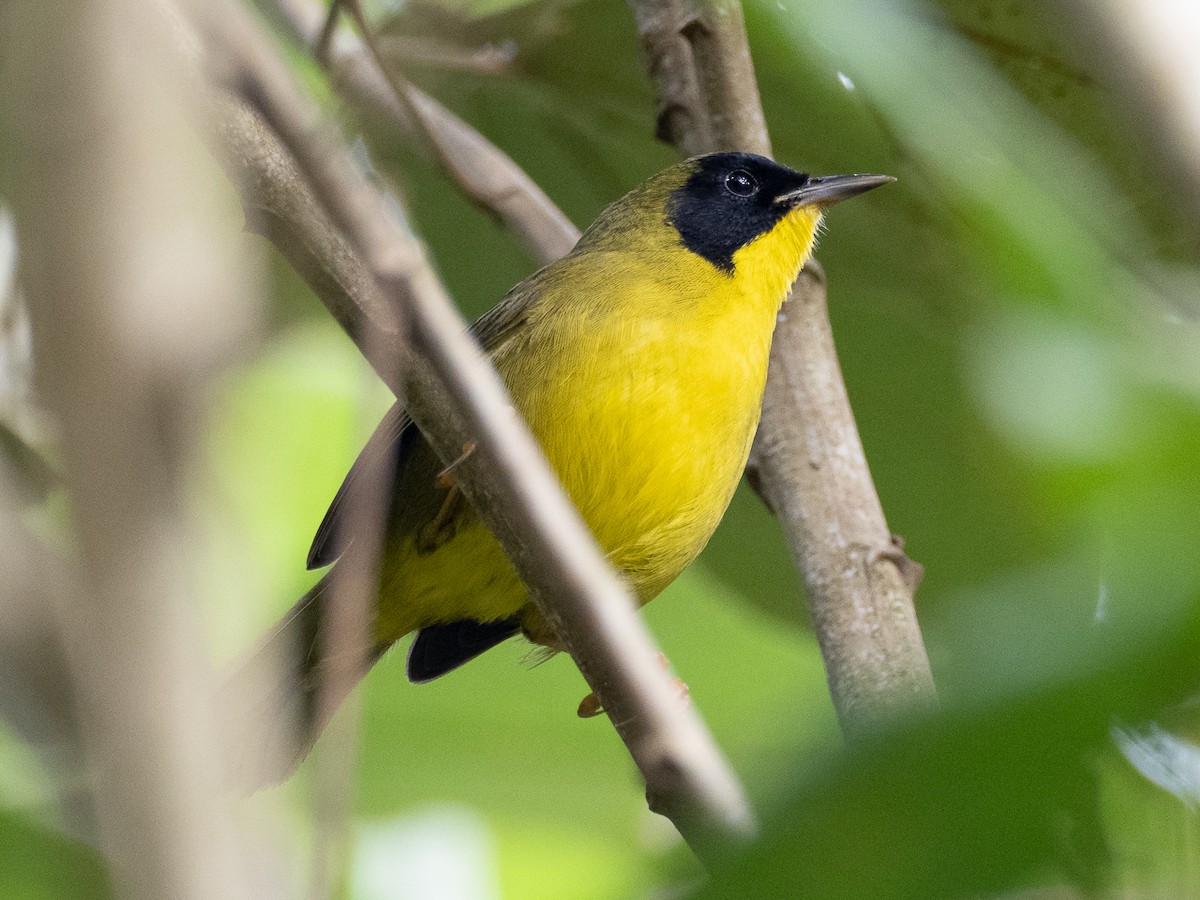 Olive-crowned Yellowthroat - Chris Fischer