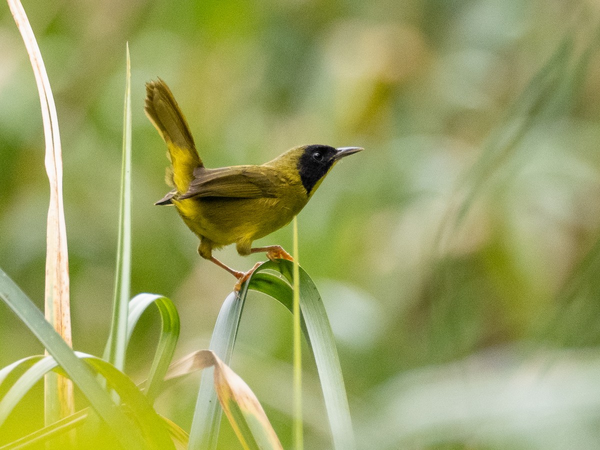 Olive-crowned Yellowthroat - ML614336195