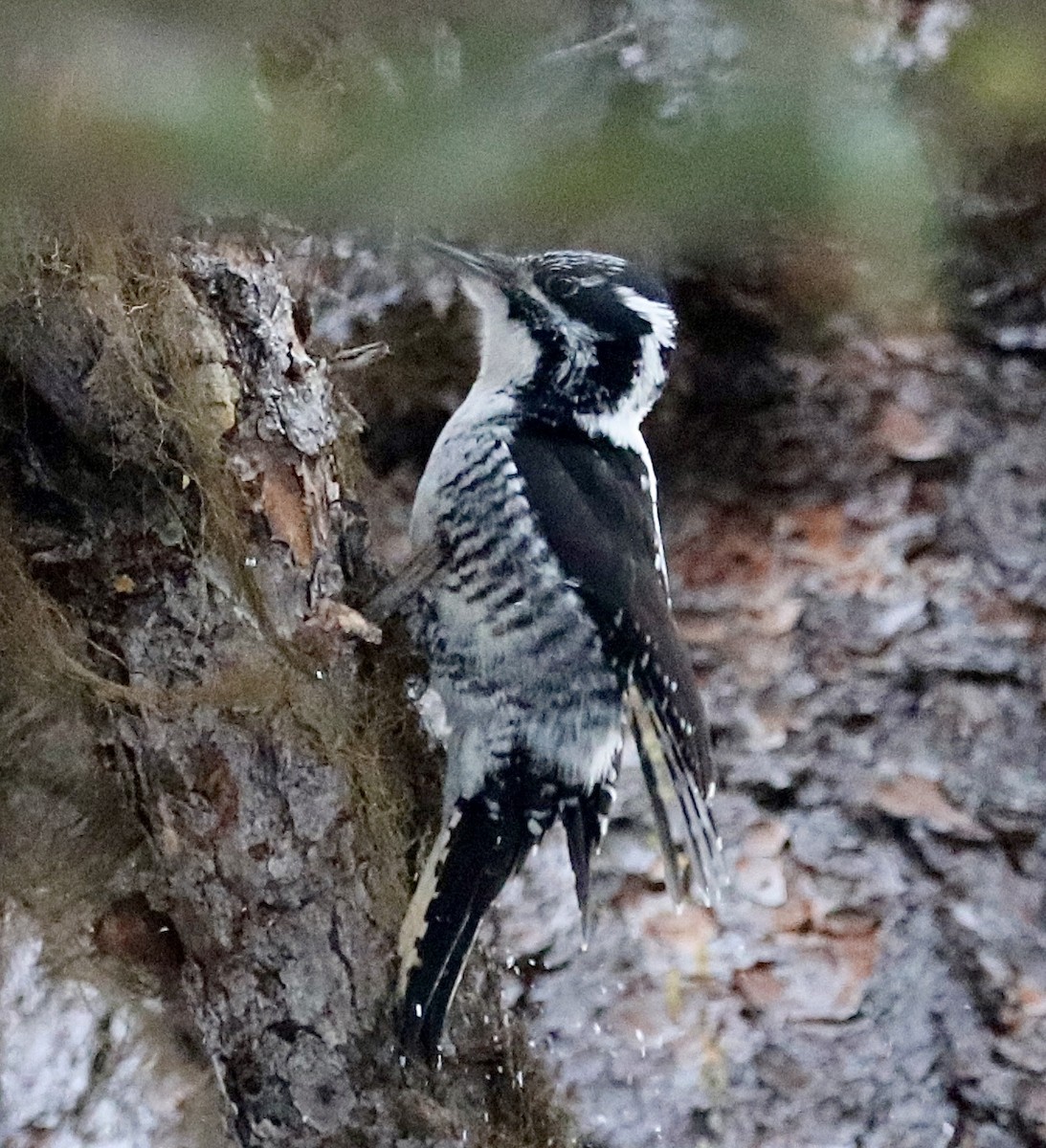 American Three-toed Woodpecker - Laurie Brewster