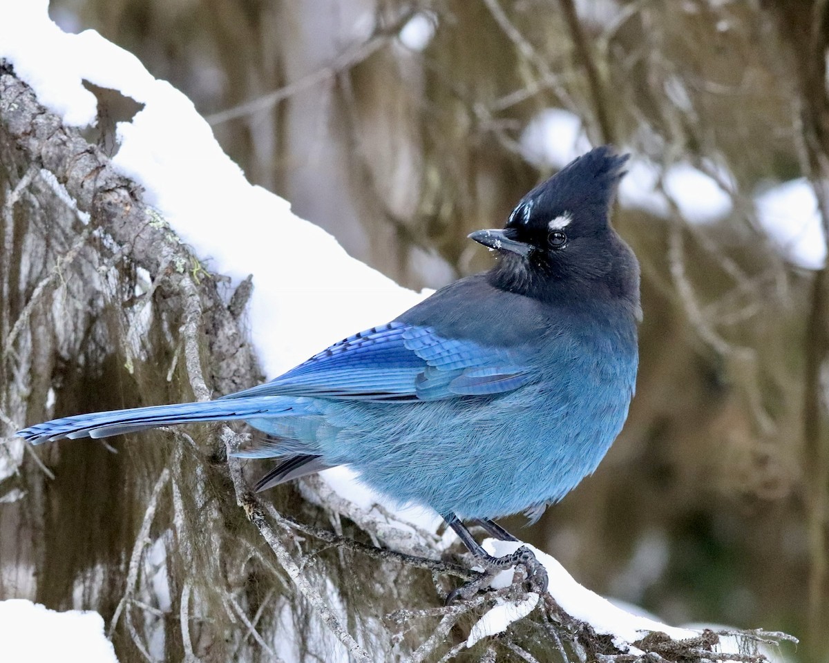Steller's Jay - Laurie Brewster