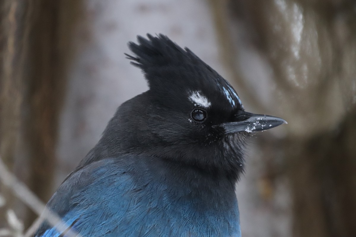 Steller's Jay - Laurie Brewster