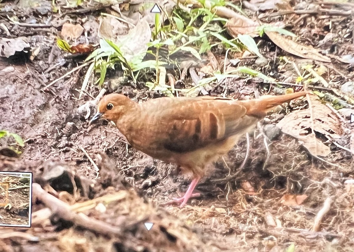 Maroon-chested Ground Dove - ML614336487