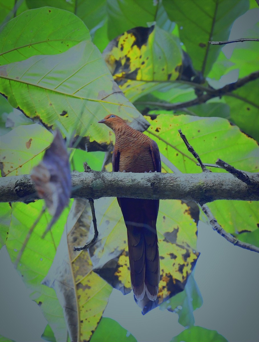 Andaman Cuckoo-Dove - ML614336490