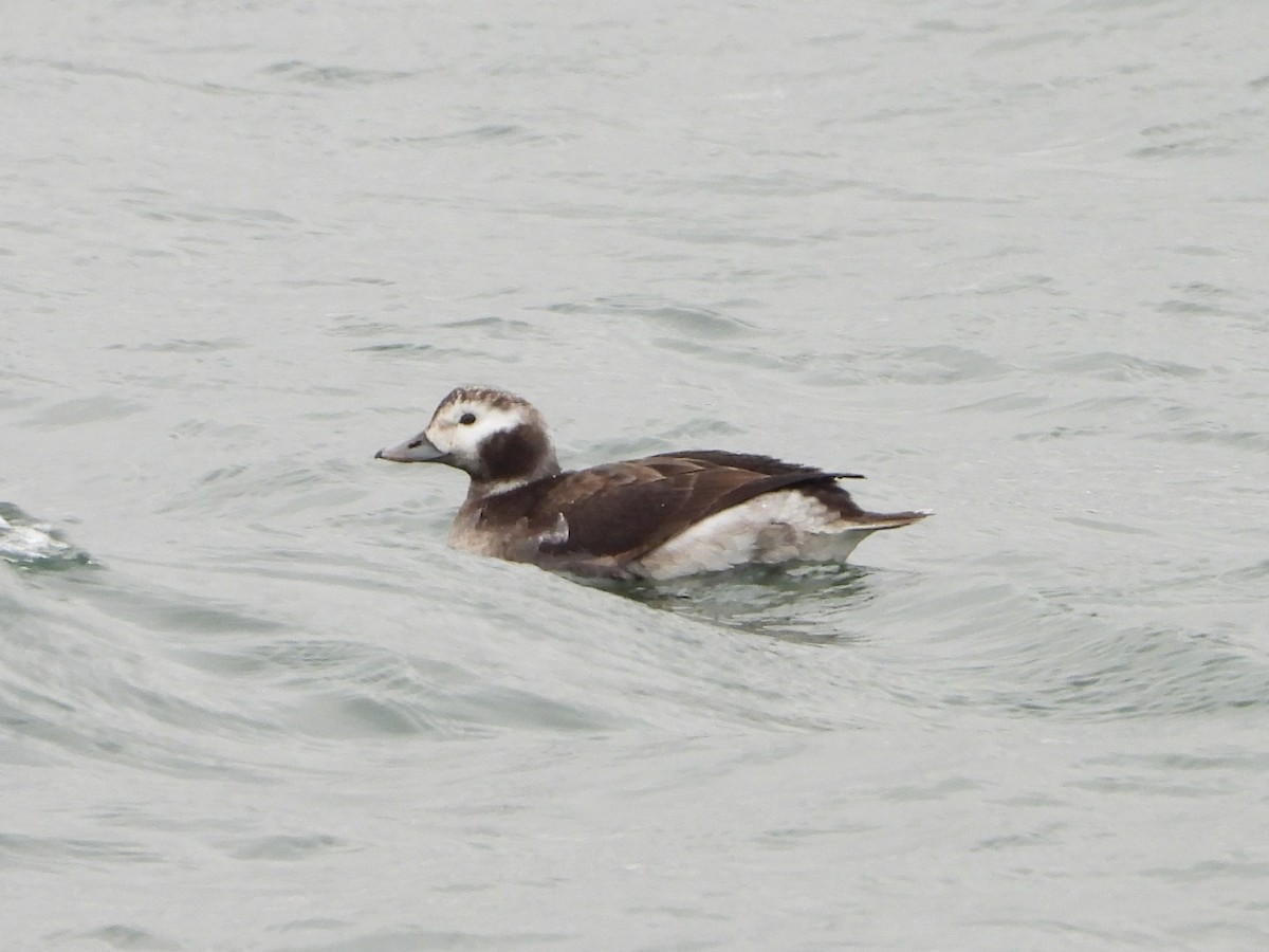 Long-tailed Duck - ML614336593