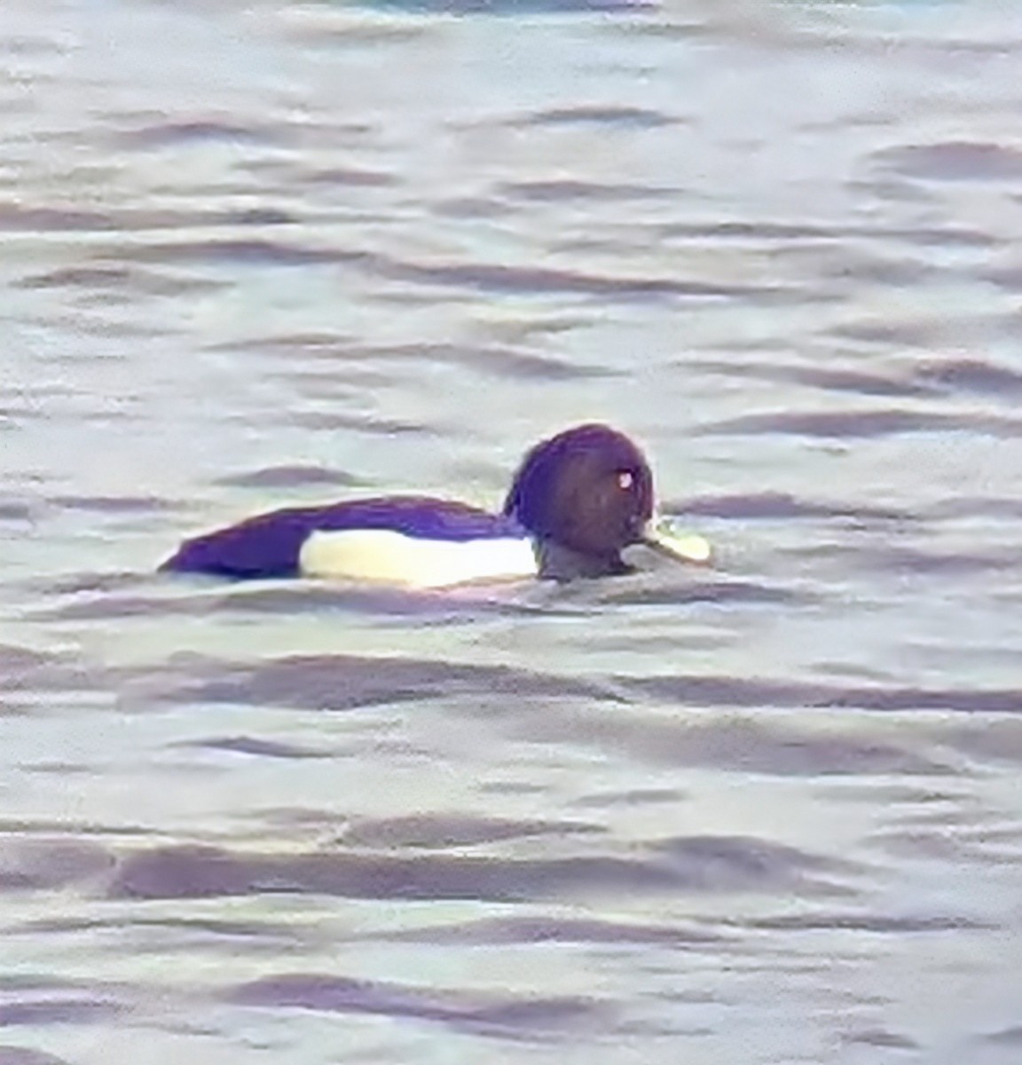 Tufted Duck - ML614336616