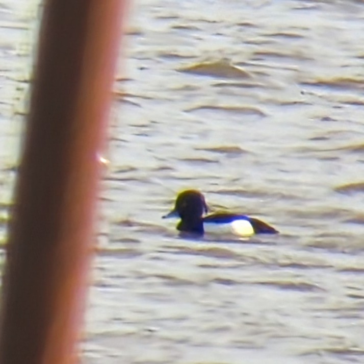 Tufted Duck - ML614336618