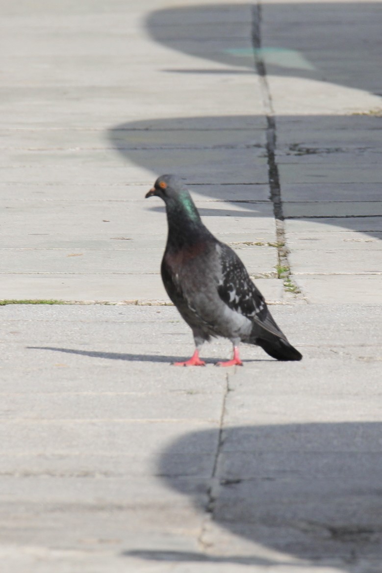 Rock Pigeon (Feral Pigeon) - ML614336620