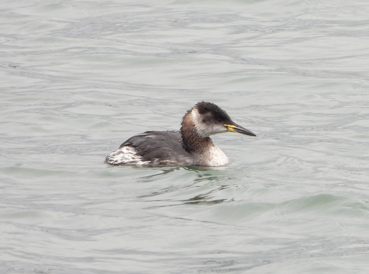 Red-necked Grebe - ML614336686