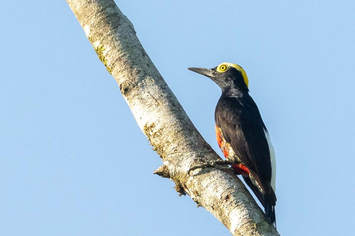 Yellow-tufted Woodpecker - ML614336755