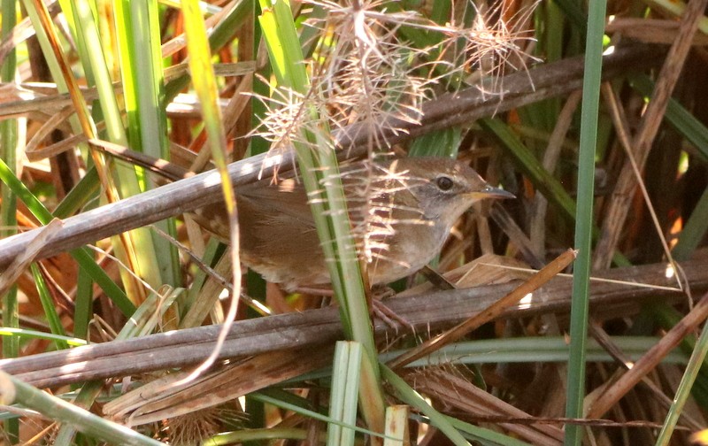 Spotted Bush Warbler - ML614336861