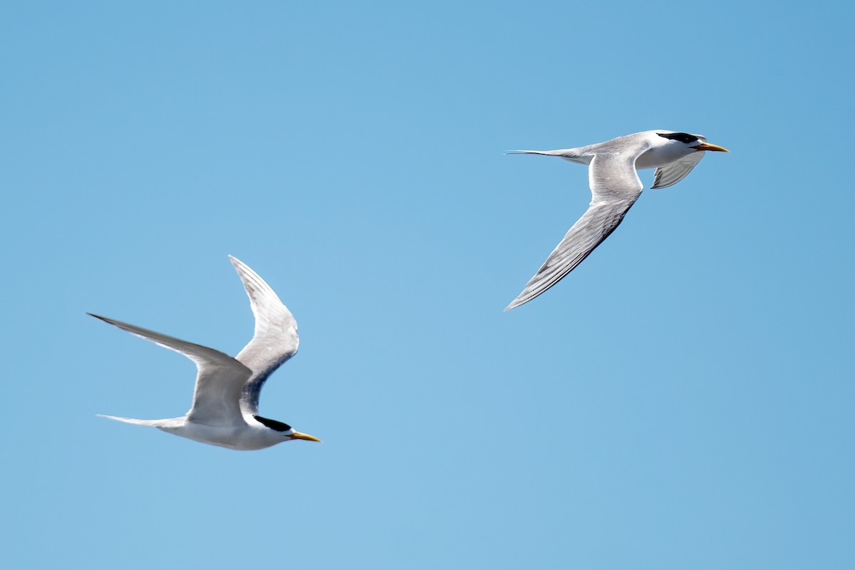 Great Crested Tern - ML614336890