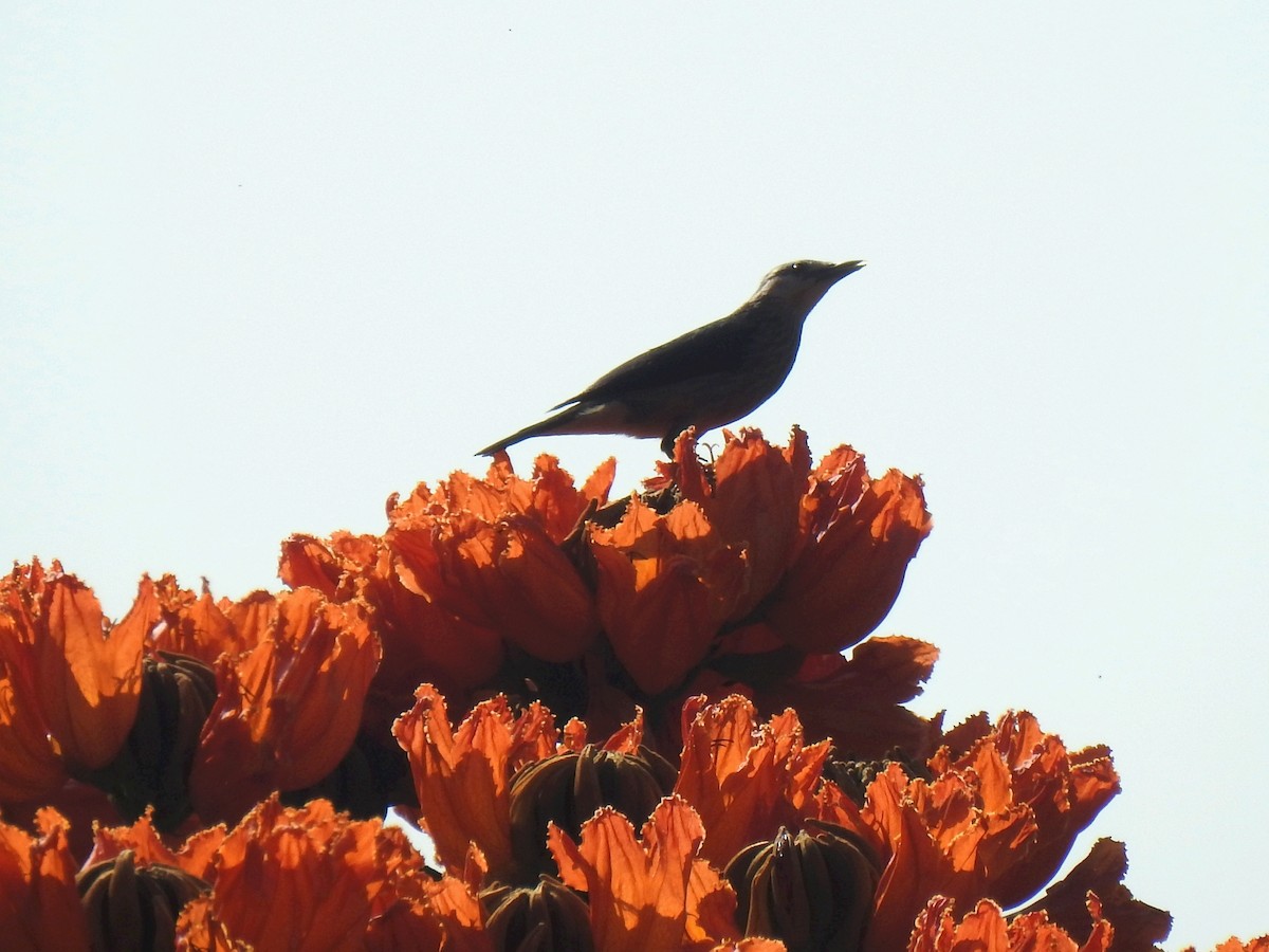 White-faced Starling - ML614336892