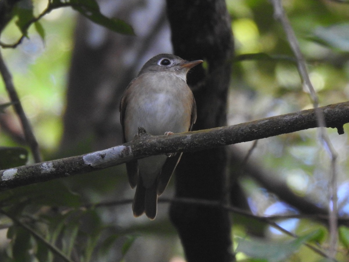 Brown-breasted Flycatcher - ML614336923