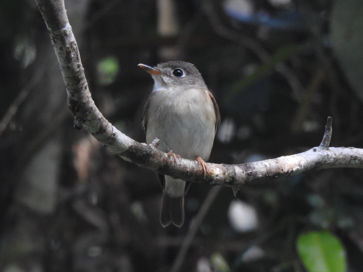 Brown-breasted Flycatcher - ML614336924