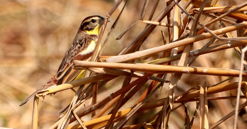 Yellow-breasted Bunting - ML614336973
