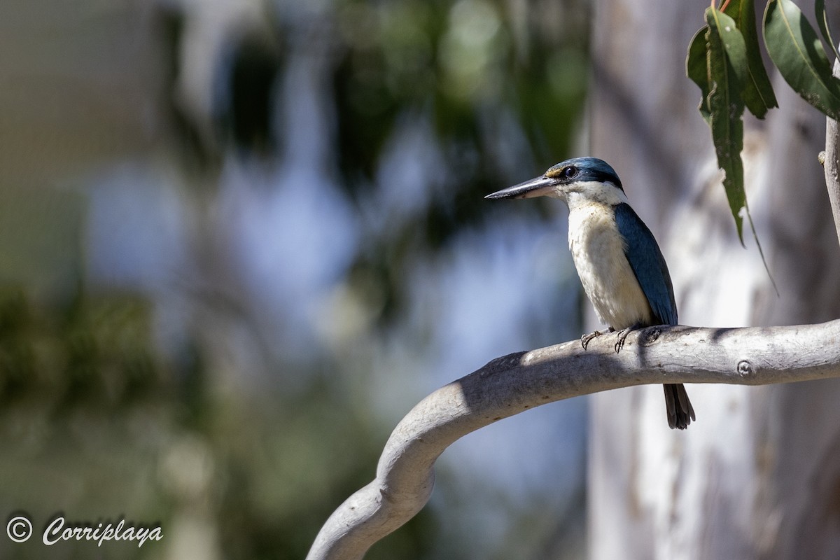 Sacred Kingfisher (Australasian) - ML614337303