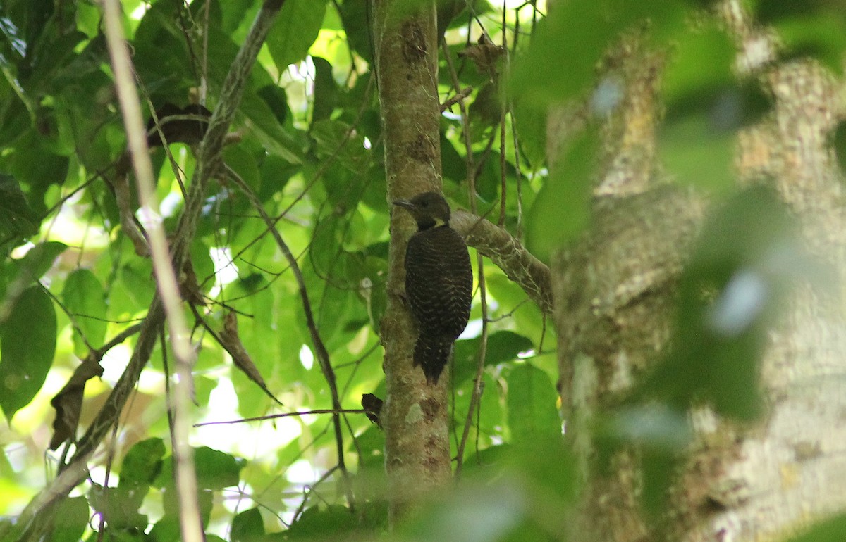 Buff-necked Woodpecker - Krit Adirek