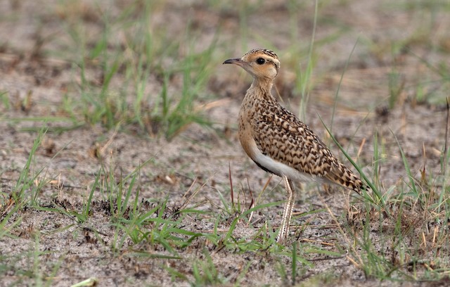 Lateral view. - Temminck's Courser - 