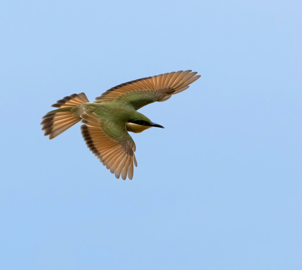 Blue-breasted Bee-eater - ML614337674