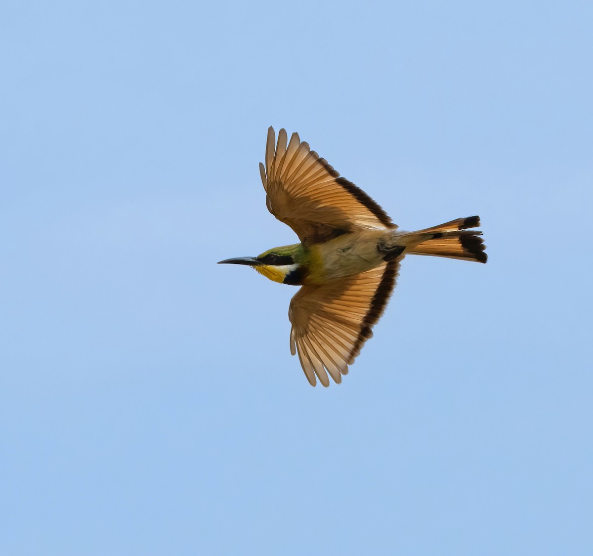Blue-breasted Bee-eater - ML614337676