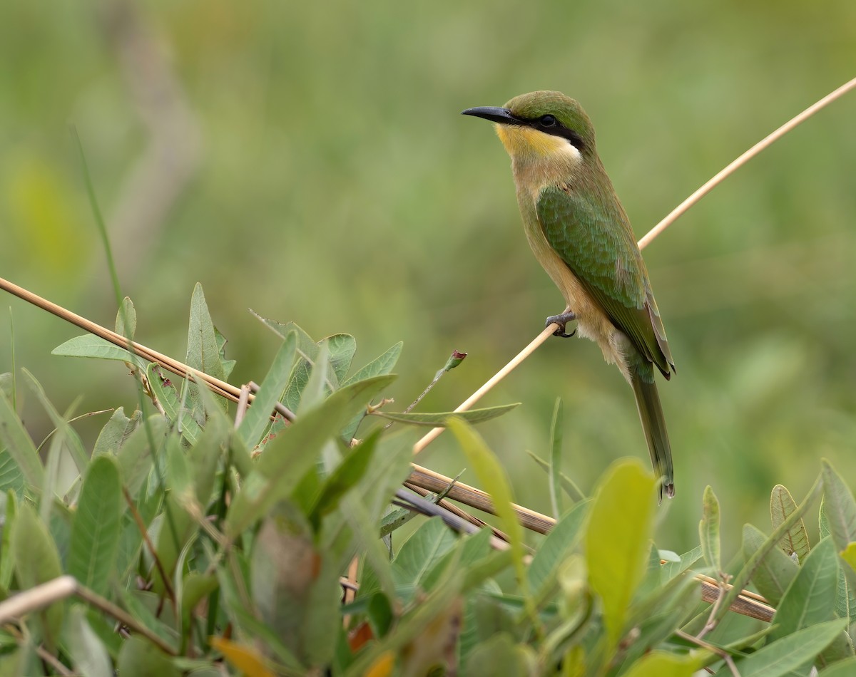 Blue-breasted Bee-eater - ML614337696