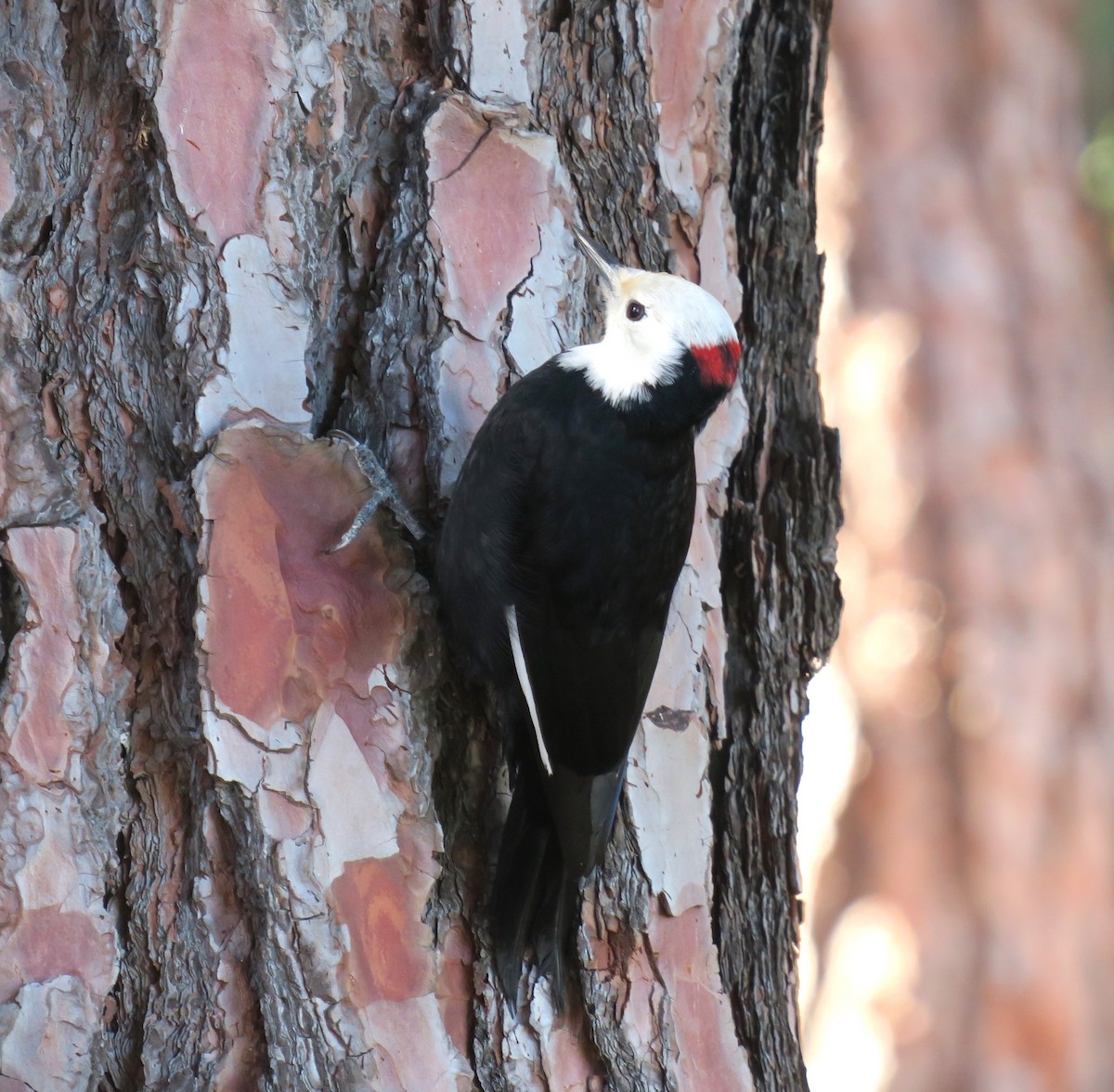 White-headed Woodpecker - ML614338510