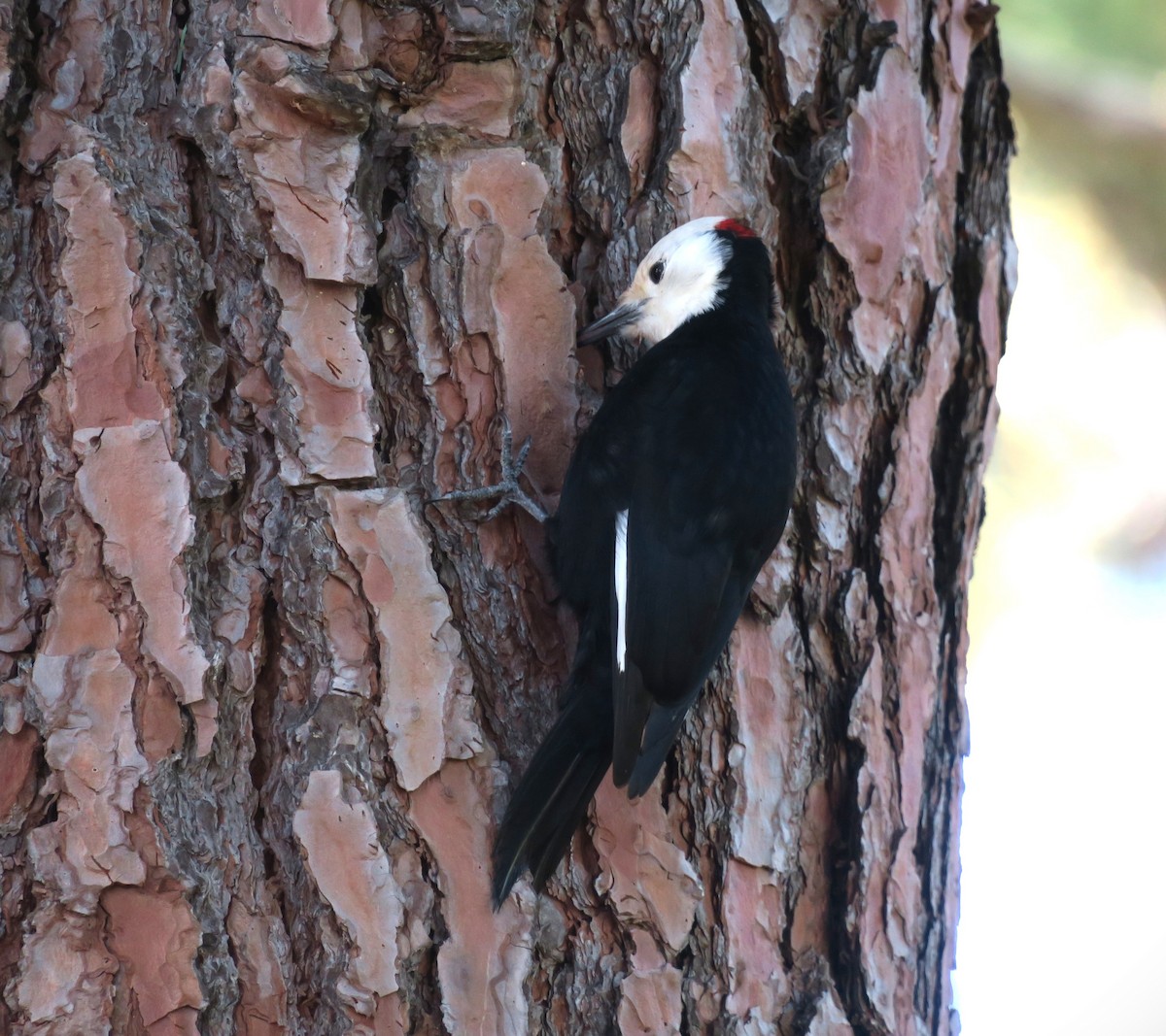 White-headed Woodpecker - ML614338511