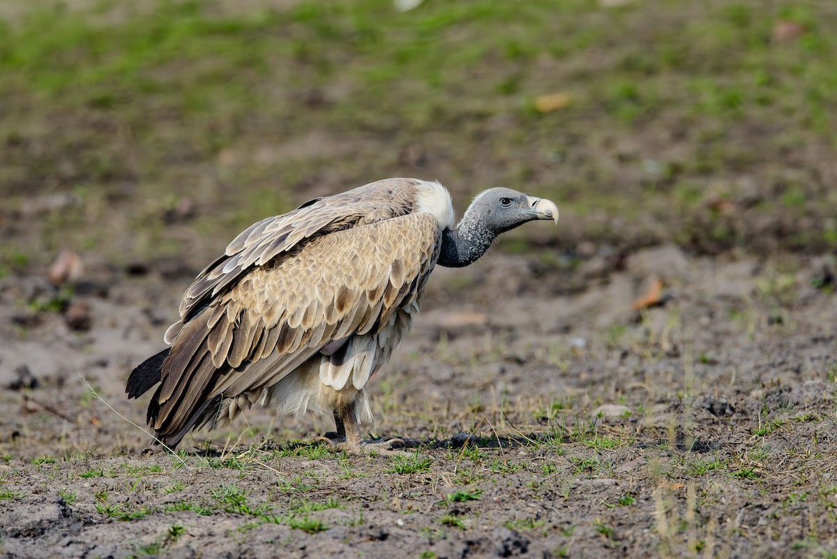 Indian Vulture - ML614338673