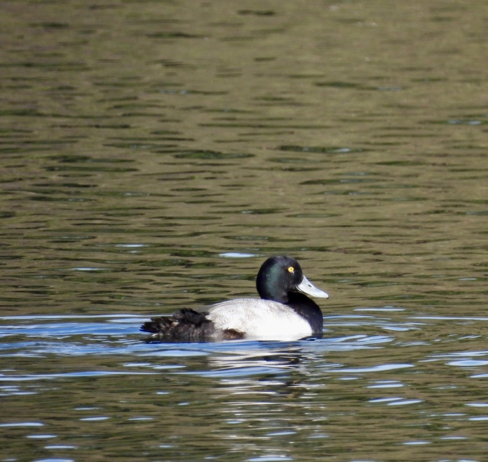 Greater Scaup - ML614338775