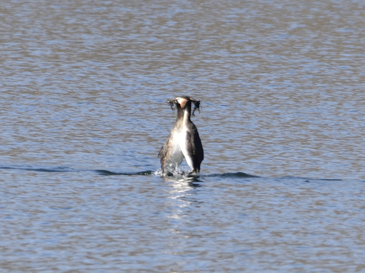 Great Crested Grebe - ML614339130