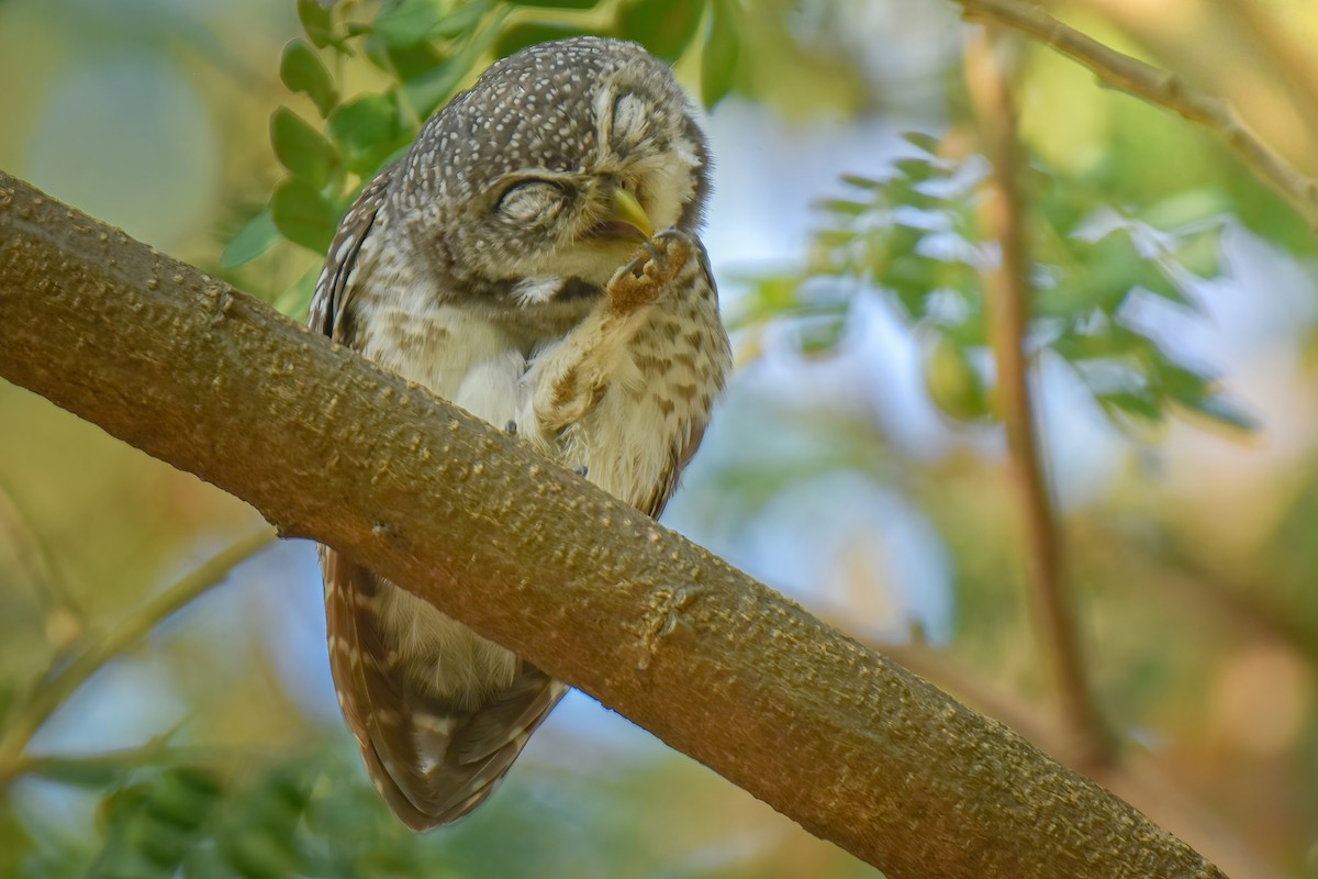 Spotted Owlet - ML614339167