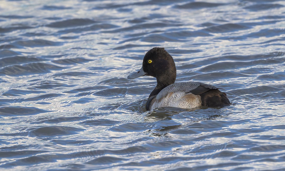 Greater Scaup - ML614339215
