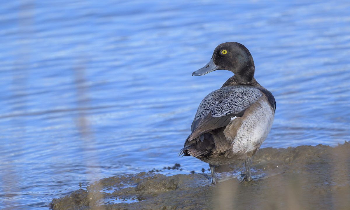 Greater Scaup - ML614339216