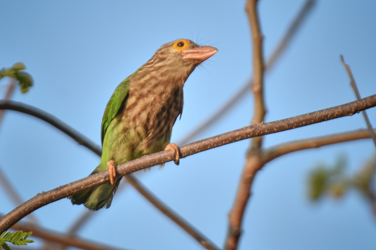 Lineated Barbet - ML614339261