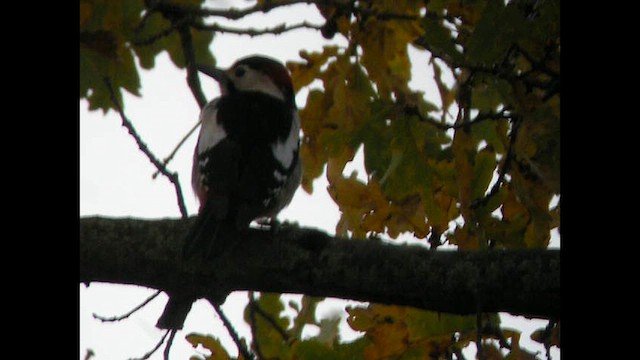 Syrian Woodpecker - ML614339310