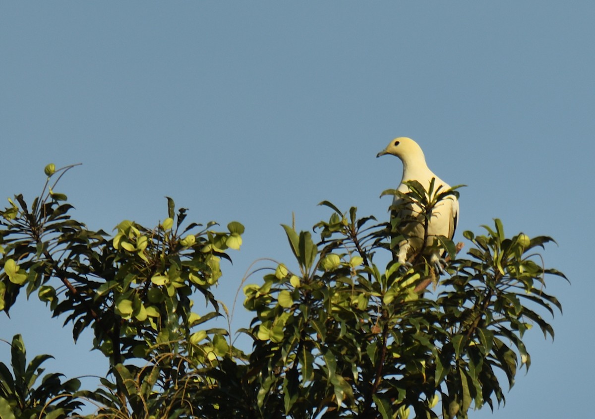 Pied Imperial-Pigeon - ML614339311
