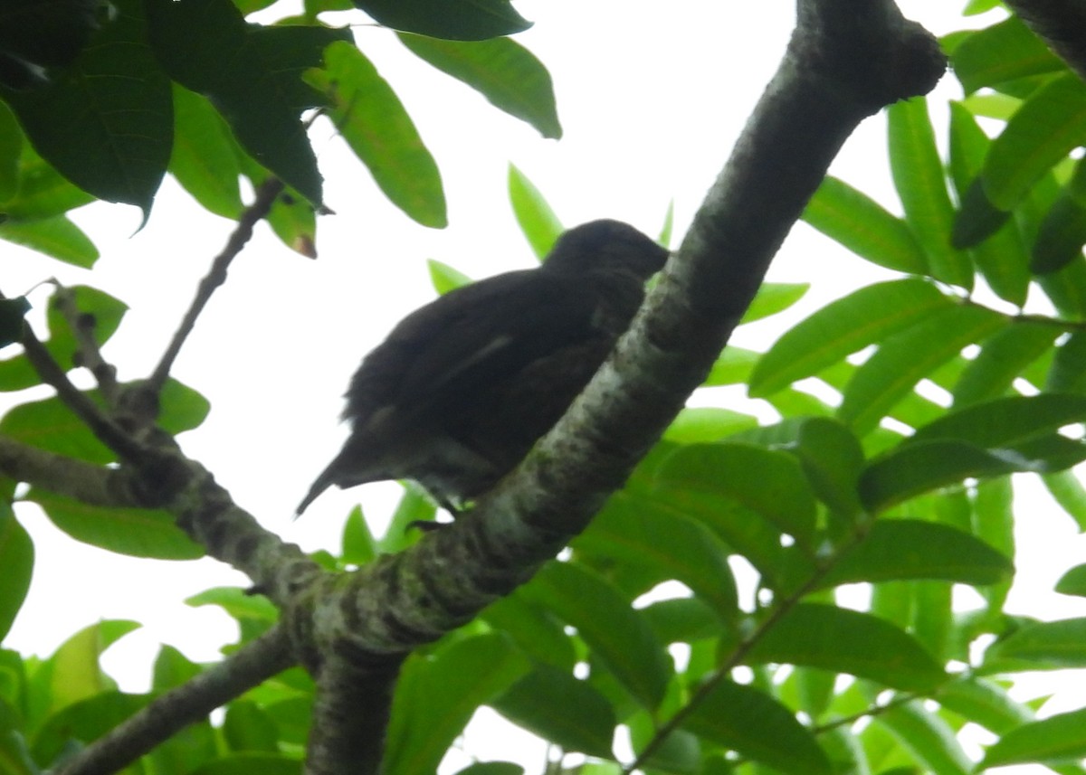 Polynesian Starling - ML614339669