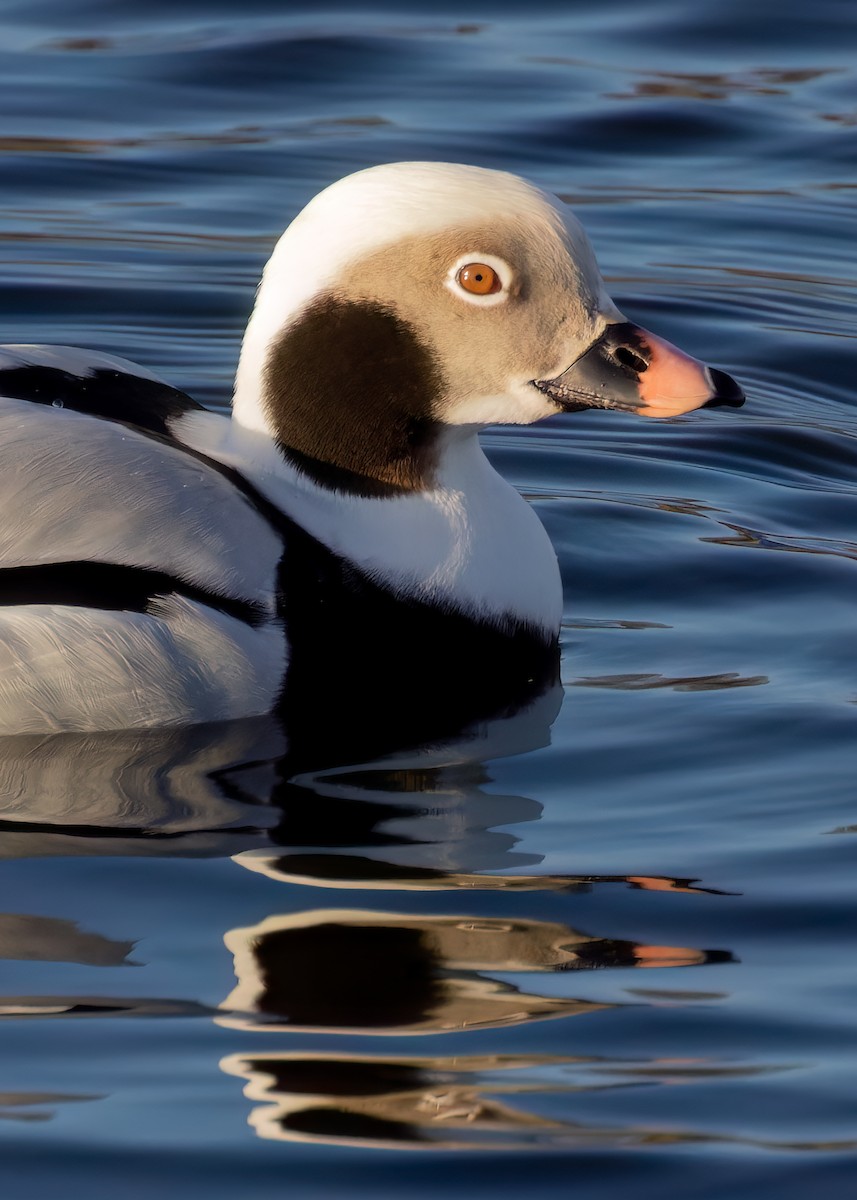 Long-tailed Duck - ML614339895