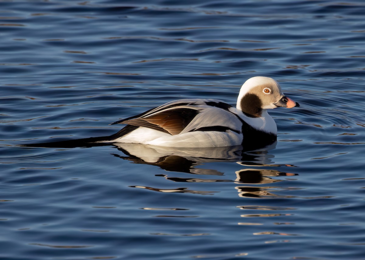 Long-tailed Duck - ML614339896