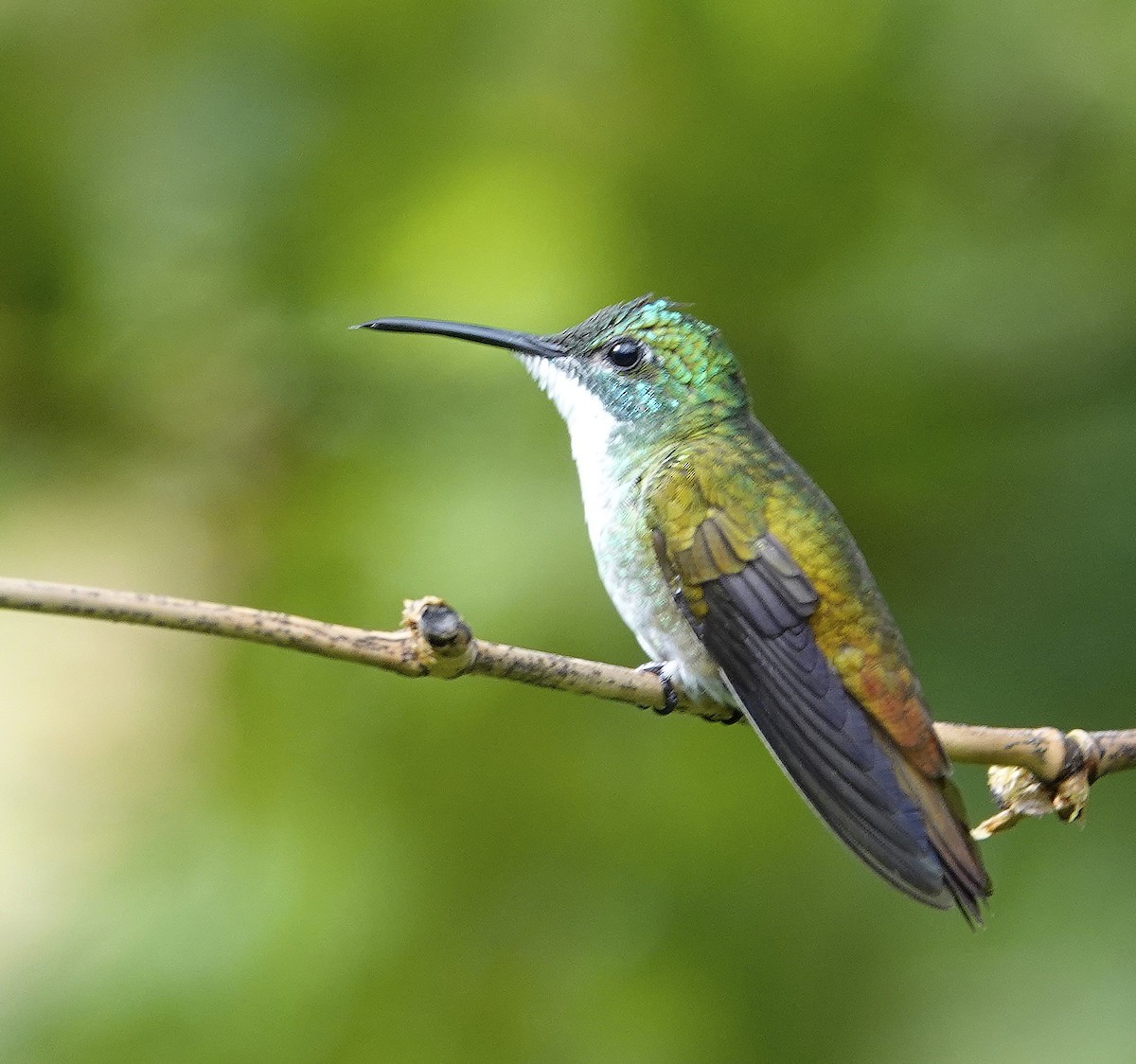 White-chested Emerald - Mary Eyman