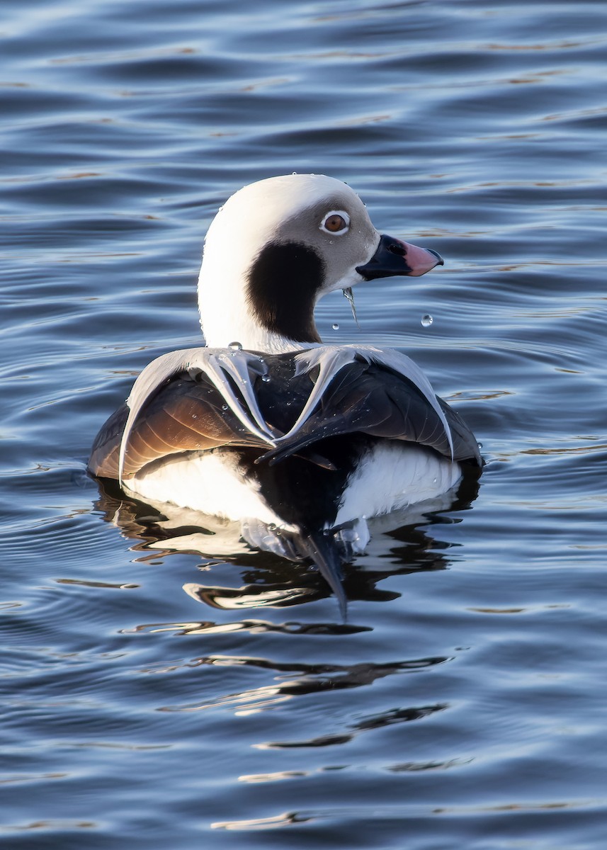 Long-tailed Duck - ML614340141