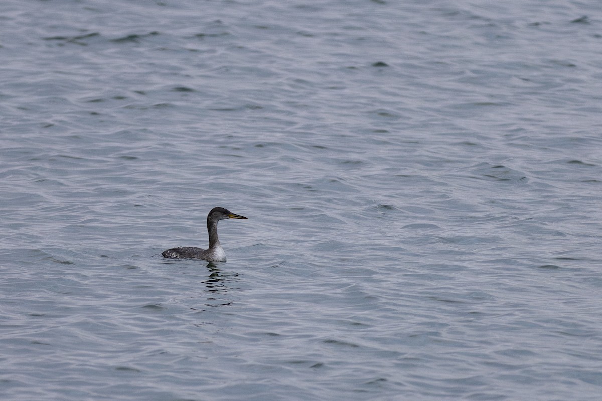 Red-necked Grebe - ML614340537
