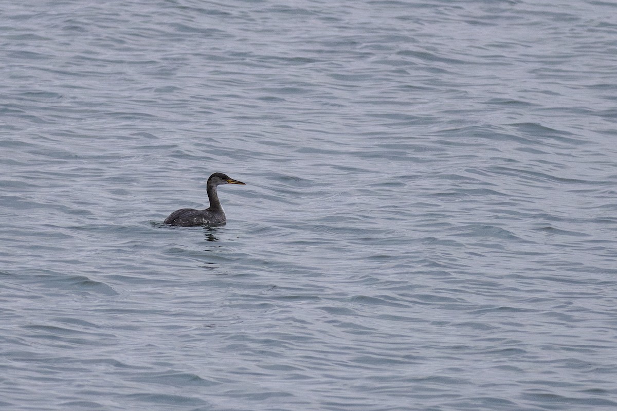 Red-necked Grebe - ML614340539