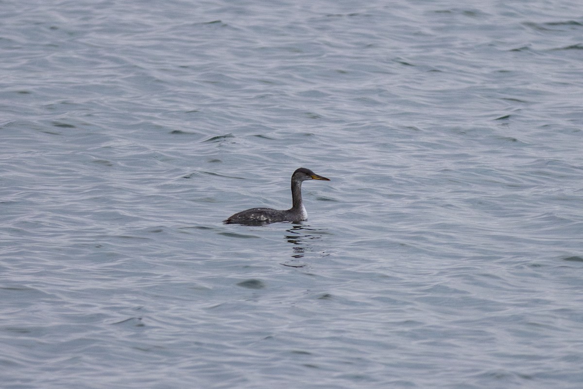Red-necked Grebe - ML614340541