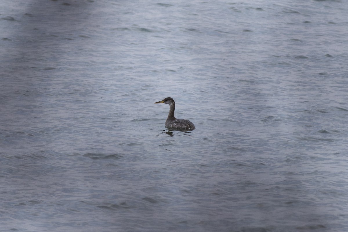 Red-necked Grebe - ML614340544
