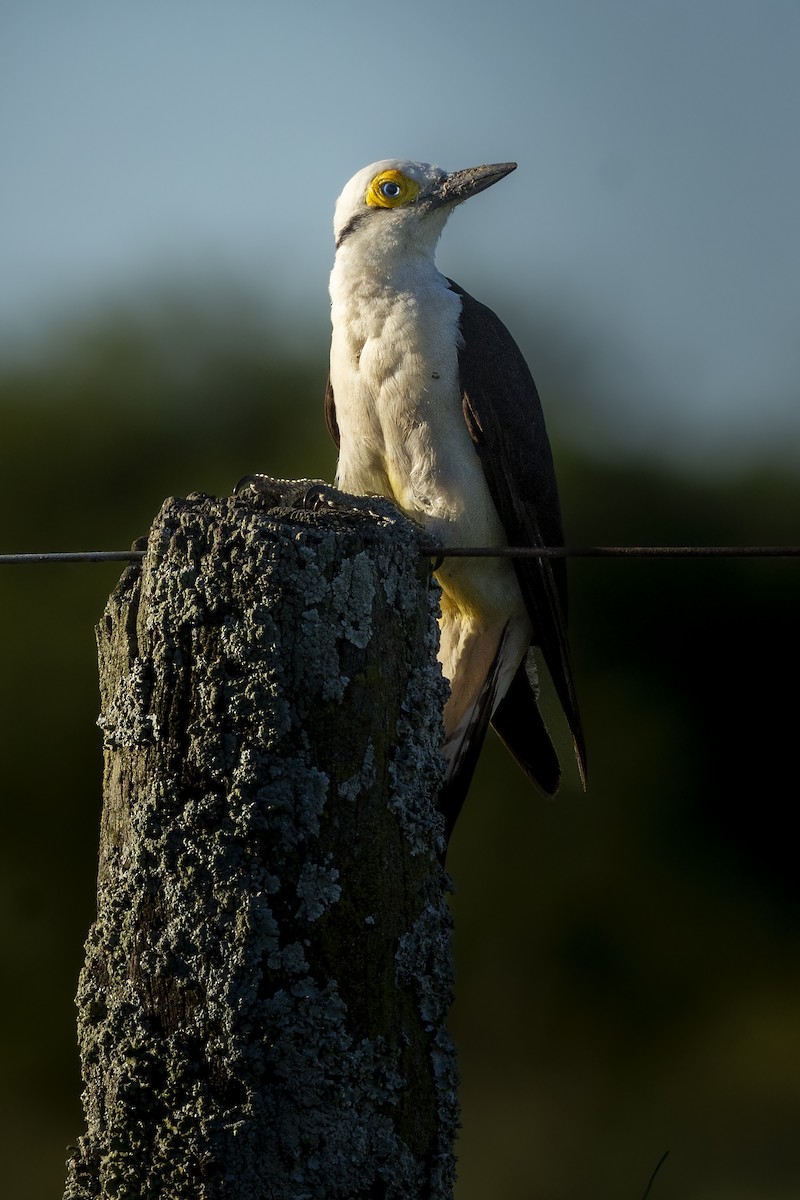 White Woodpecker - ADRIAN GRILLI