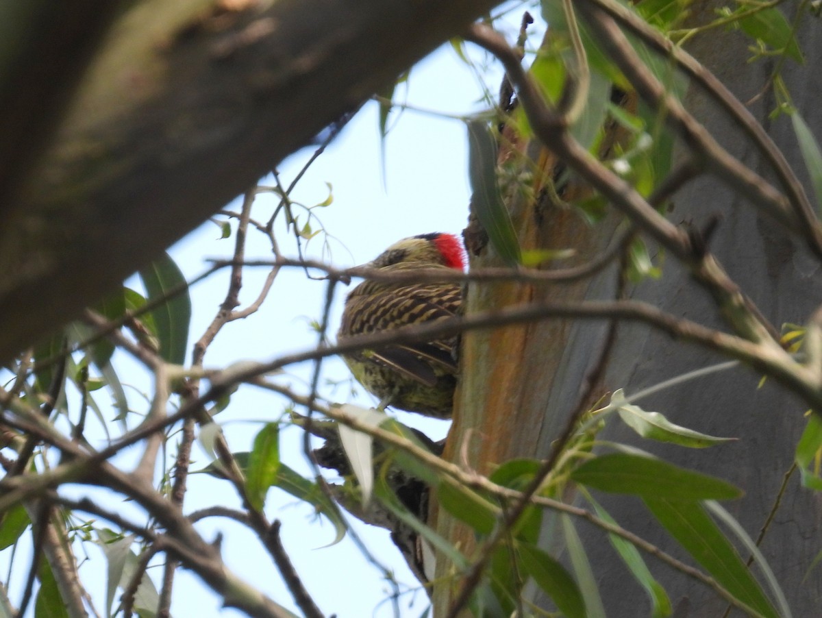 Green-barred Woodpecker (Green-barred) - bob butler