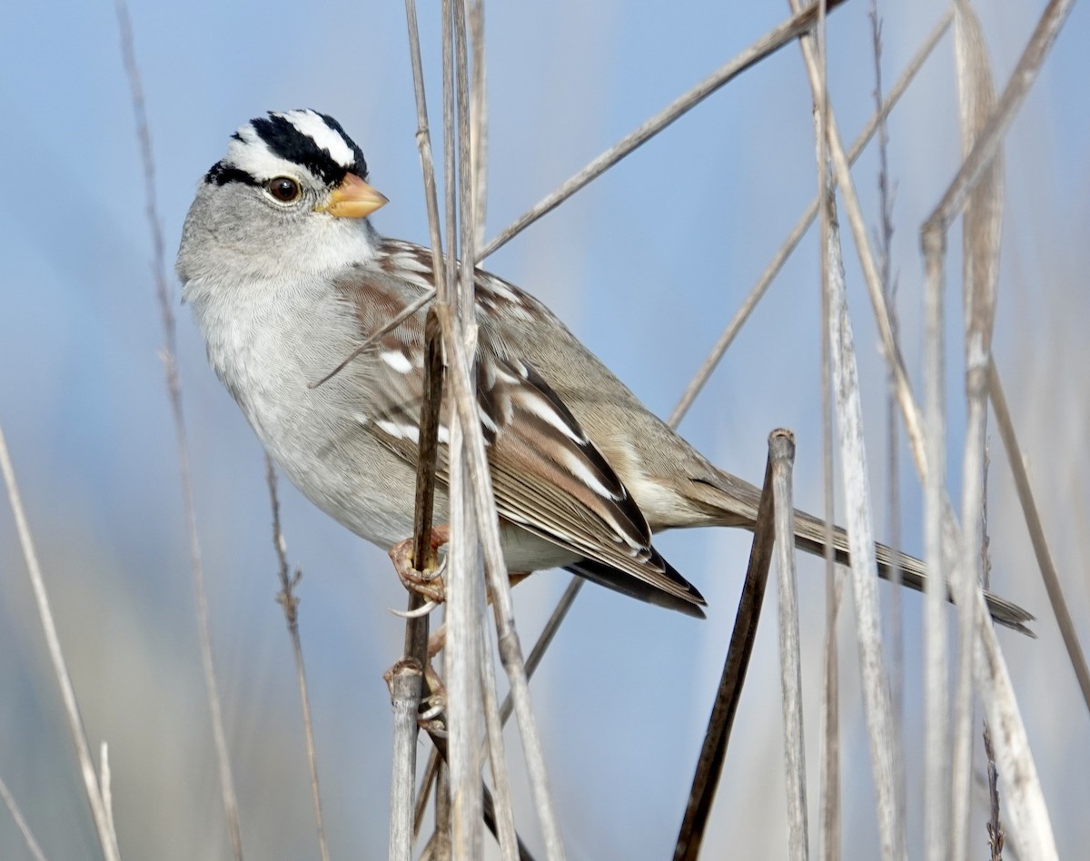 White-crowned Sparrow - ML614340738